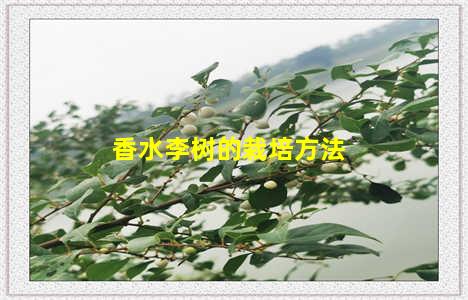 香水李树的栽培方法