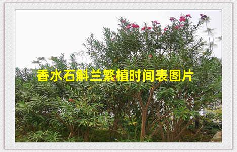 香水石斛兰繁植时间表图片