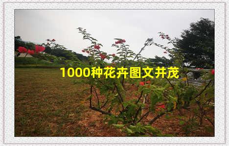 1000种花卉图文并茂