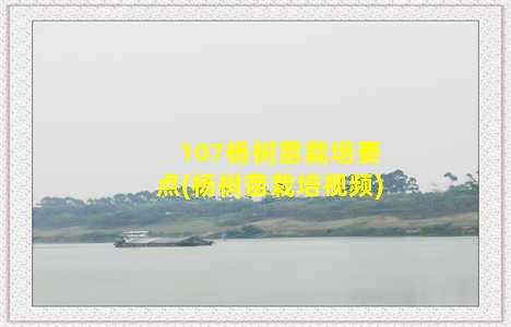 107杨树苗栽培要点(杨树苗栽培视频)