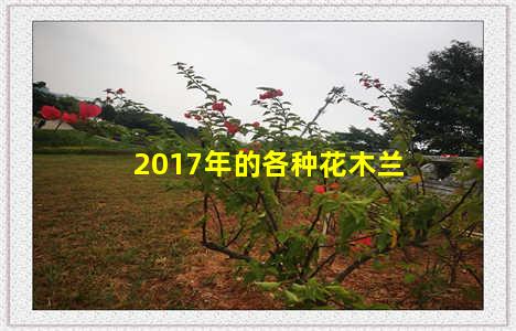 2017年的各种花木兰