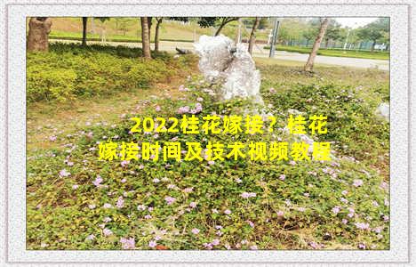 2022桂花嫁接？桂花嫁接时间及技术视频教程