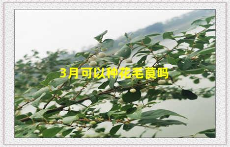 3月可以种花毛茛吗