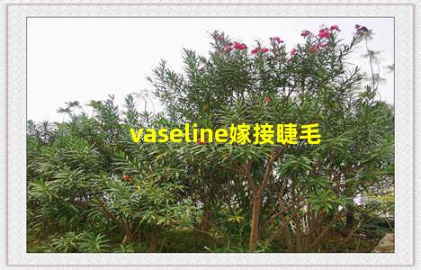 vaseline嫁接睫毛