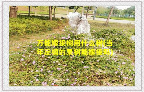 万能嫁接树用什么树(当年定植的果树能嫁接吗)