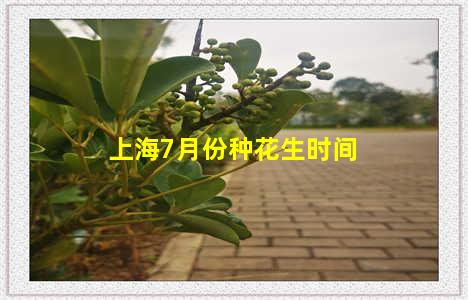 上海7月份种花生时间