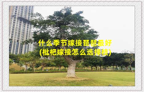 什么季节嫁接琵琶最好(枇杷嫁接怎么选择枝)