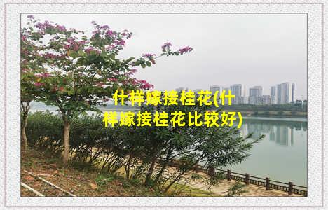 什样嫁接桂花(什样嫁接桂花比较好)