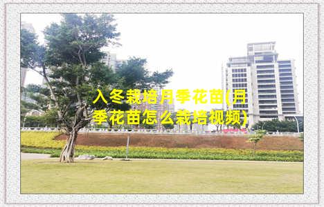 入冬栽培月季花苗(月季花苗怎么栽培视频)