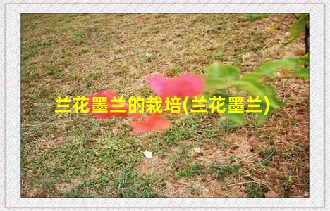 兰花墨兰的栽培(兰花墨兰)