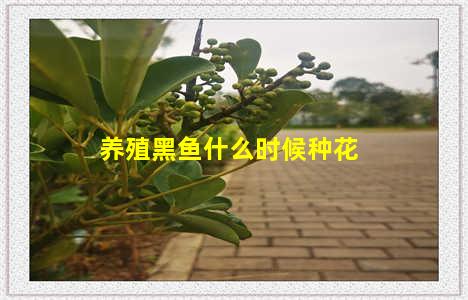 养殖黑鱼什么时候种花