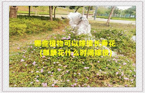 哪些植物可以嫁接长寿花(麒麟花什么时间嫁接)