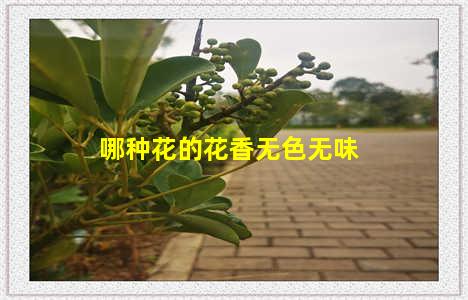 哪种花的花香无色无味