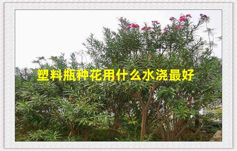 塑料瓶种花用什么水浇最好