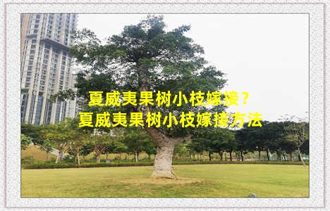 夏威夷果树小枝嫁接？夏威夷果树小枝嫁接方法