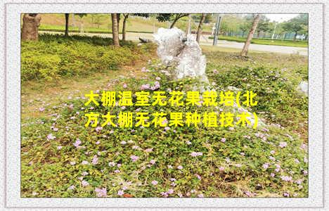 大棚温室无花果栽培(北方大棚无花果种植技术)