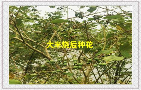 大米烧后种花