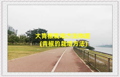 大青椒栽培方法株距(青椒的栽培方法)