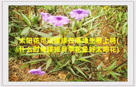 太阳花可以嫁接在落地生根上吗(什么时候嫁接月季花最好太阳花)