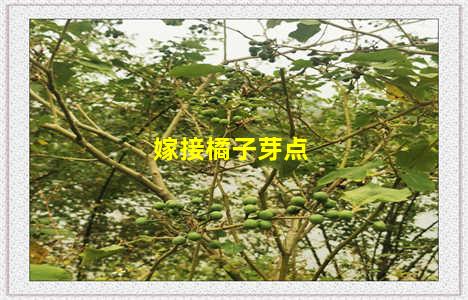 嫁接橘子芽点