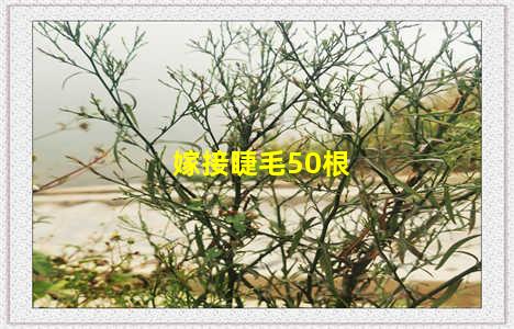 嫁接睫毛50根