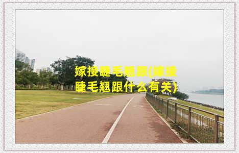 嫁接睫毛翘跟(嫁接睫毛翘跟什么有关)