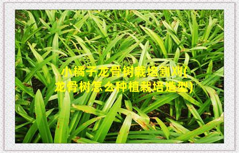 小橘子龙骨树栽培割刈(龙骨树怎么种植栽培造型)