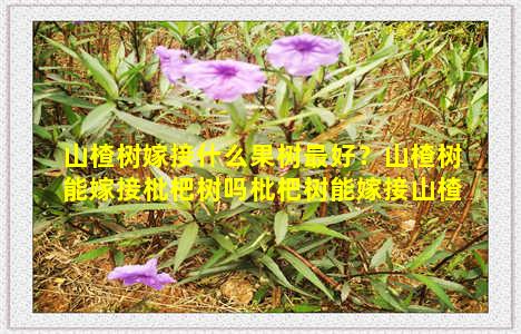 山楂树嫁接什么果树最好？山楂树能嫁接枇杷树吗枇杷树能嫁接山楂树吗