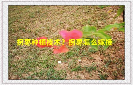 拐枣种植技术？拐枣怎么嫁接