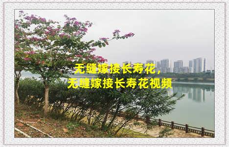 无缝嫁接长寿花，无缝嫁接长寿花视频