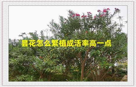 昙花怎么繁植成活率高一点