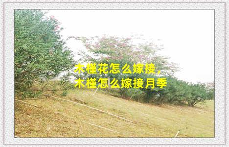 木槿花怎么嫁接，木槿怎么嫁接月季