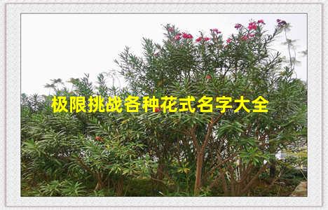 极限挑战各种花式名字大全