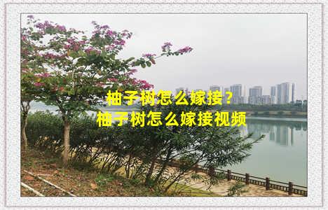 柚子树怎么嫁接？柚子树怎么嫁接视频