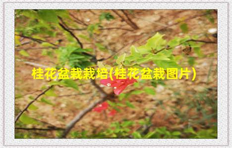 桂花盆栽栽培(桂花盆栽图片)