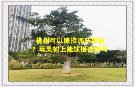 桃树可以嫁接哪些果树？苹果树上能嫁接杏树吗