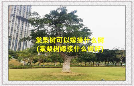 棠梨树可以嫁接什么树(棠梨树嫁接什么树好)