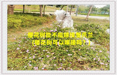 樱花树能不能嫁接蟹爪兰(樱花树可以嫁接吗？)