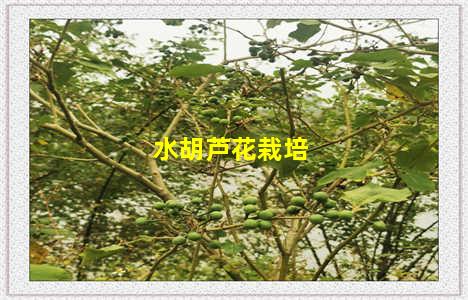 水胡芦花栽培