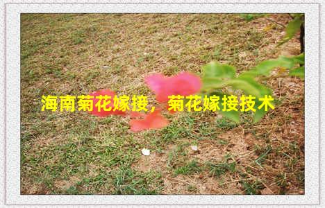 海南菊花嫁接，菊花嫁接技术