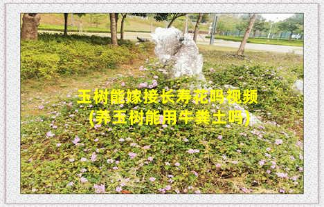 玉树能嫁接长寿花吗视频(养玉树能用牛粪土吗)