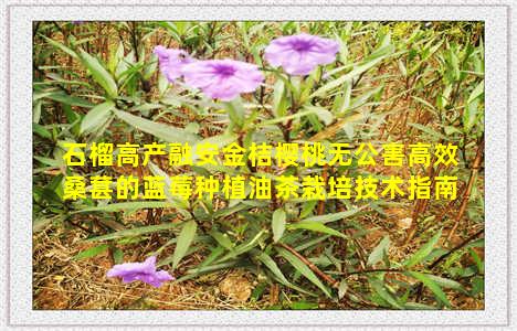 石榴高产融安金桔樱桃无公害高效桑葚的蓝莓种植油茶栽培技术指南