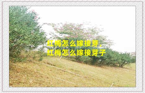 红梅怎么嫁接芽，红梅怎么嫁接芽子