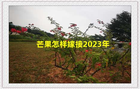 芒果怎样嫁接2023年