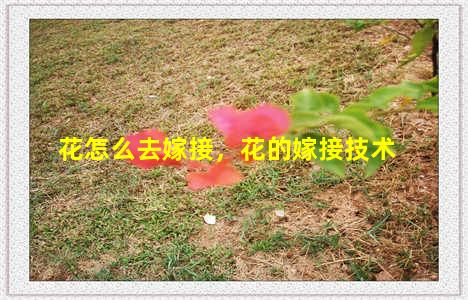 花怎么去嫁接，花的嫁接技术