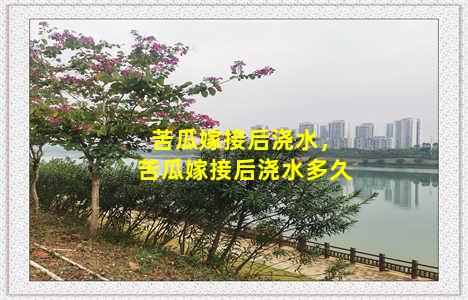 苦瓜嫁接后浇水，苦瓜嫁接后浇水多久