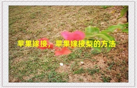 苹果嫁接，苹果嫁接梨的方法