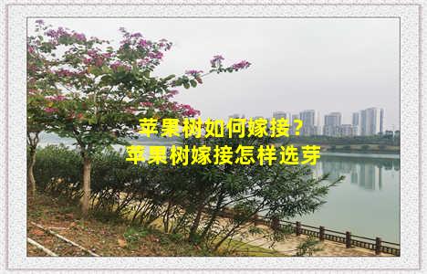 苹果树如何嫁接？苹果树嫁接怎样选芽