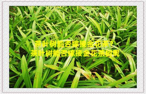 茶叶树能否嫁接金花茶？茶叶树能否嫁接金花茶树呢