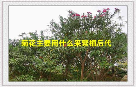 菊花主要用什么来繁植后代